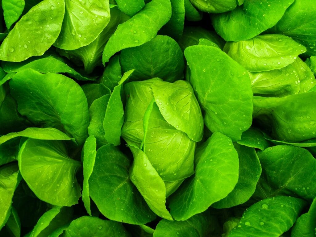 Premier Food Safety and Quality Conference returns to Monterey, CA.